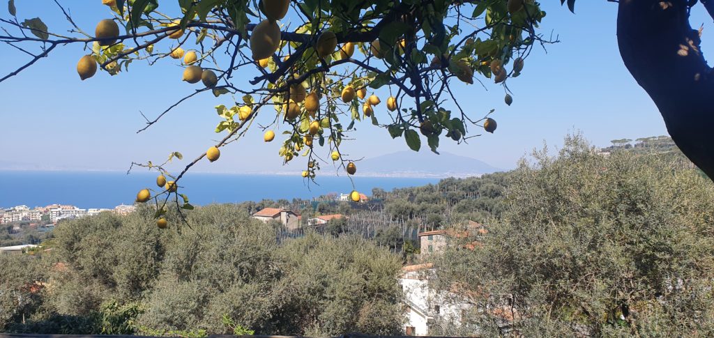 L’Azienda Agricola Marino Marzano a Sorrento