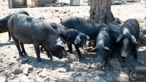 maialino nero dei nebrodi