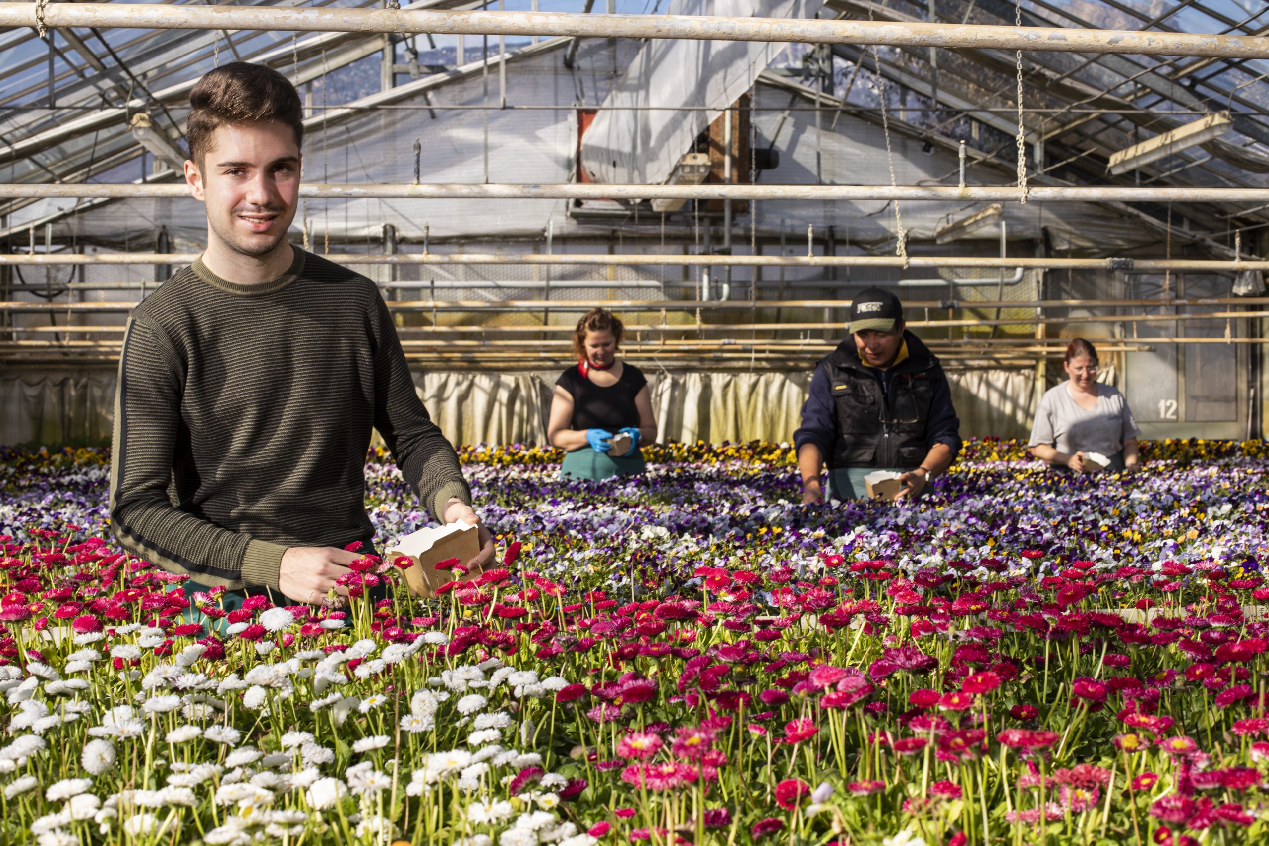 Fiori Eduli: una ricerca scientifica svela la migliori tecniche di  irrigazione – Flornews Liguria