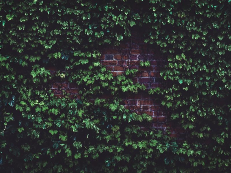 green plants in wall bricks at daytime