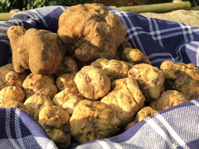 Storia e tradizione: il tartufo bianco pregiato nella cucina di mare italiana