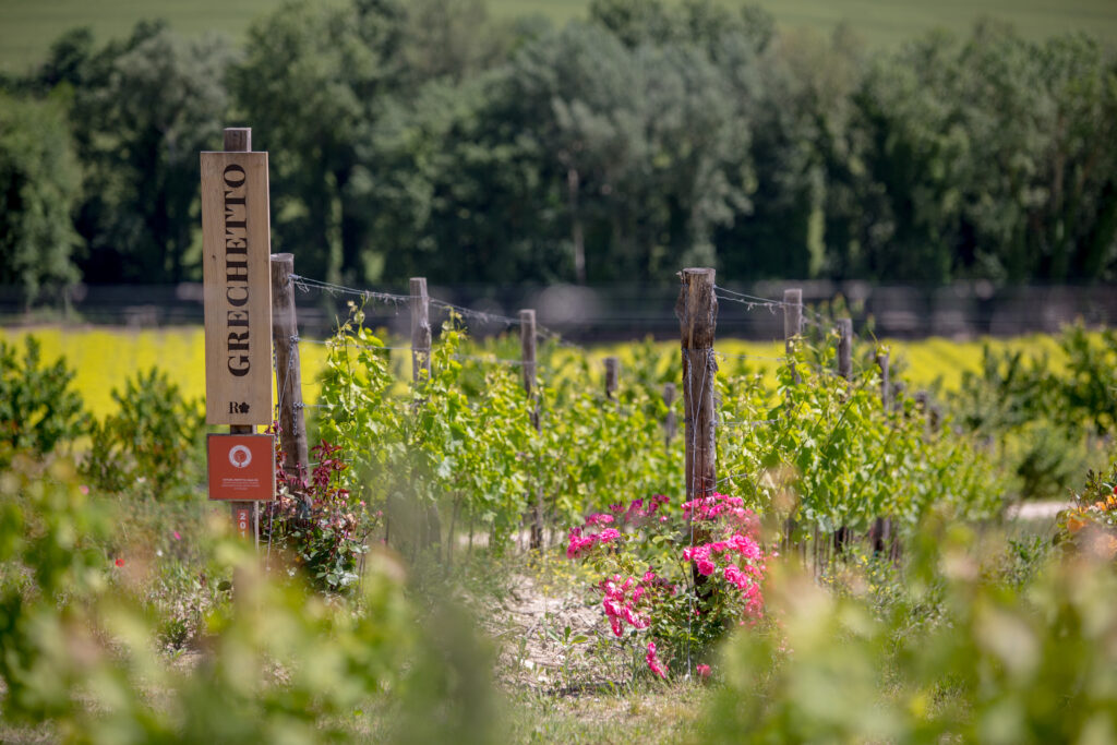 Roccafiore Vino Grechetto