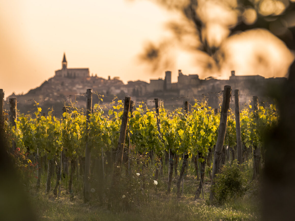 Roccafiore: Vino, Arte e Ospitalità nel cuore dell’Umbria