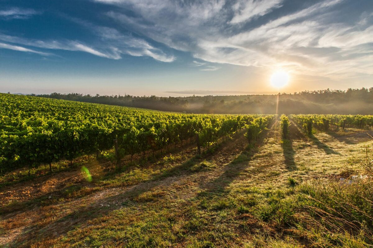 Vigneti Toscana