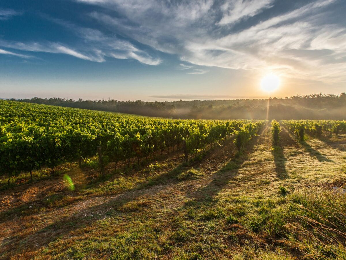 Vigneti Toscana